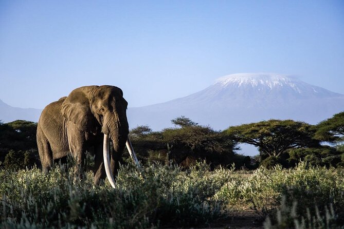 6-Day Maasai Mara, Lake Nakuru and Amboseli Safari - Day 6: One last game drive and the return to Nairobi