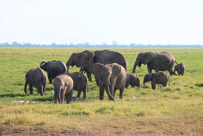 6-Day Maasai Mara, Lake Nakuru and Amboseli Safari - The vehicle, guide, and private-tour setup