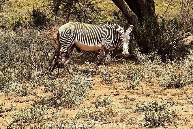 6-Day Maasai Mara Reserve, Lake Naivasha, Amboseli National Park - Why This Six-Day Route Works