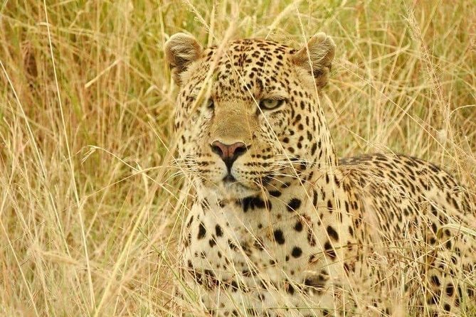 6-Day Maasai Mara Reserve, Lake Naivasha, Amboseli National Park - Day Four: Toward Amboseli and Mount Kilimanjaro