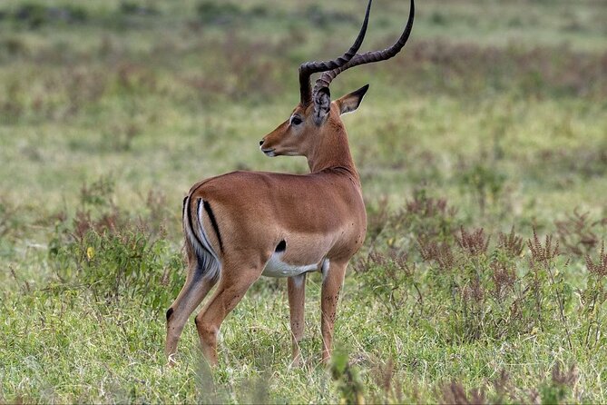 6-Day Maasai Mara Reserve, Lake Naivasha, Amboseli National Park - Day Six: Early Return to Nairobi
