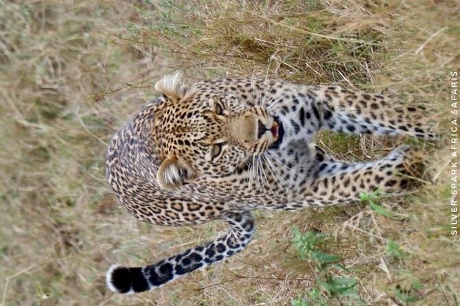 6-Day Maasai Mara Reserve, Lake Naivasha, Amboseli National Park - Day Two: A Full Day in the Maasai Mara