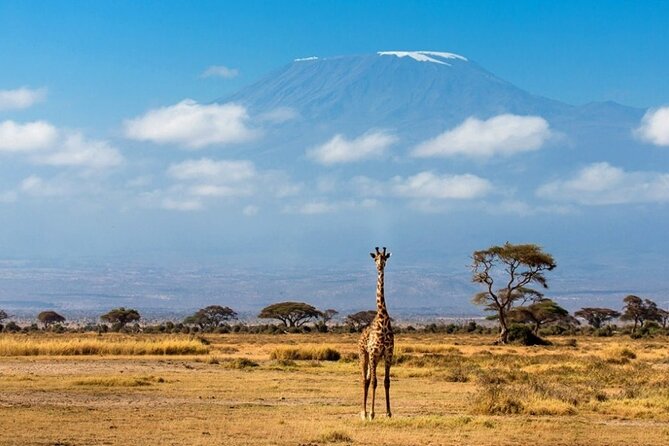 6-Day Private Landcruiser Safari to Masai Mara, Nakuru & Amboseli - Day 4: Nakuru morning drive, then the long move to Amboseli