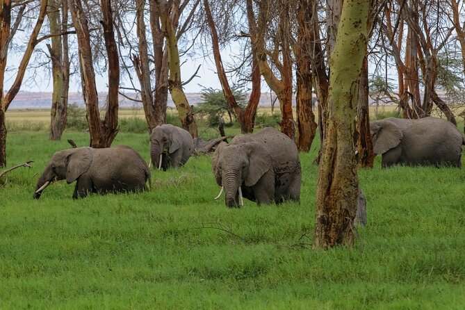 6-Day Private Landcruiser Safari to Masai Mara, Nakuru & Amboseli - Day 5: Elephants and Kilimanjaro in Amboseli