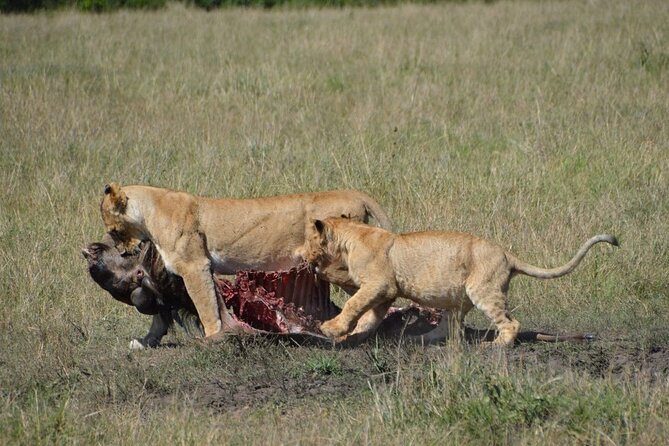 6-Day Private Landcruiser Safari to Masai Mara, Nakuru & Amboseli - Day 6: One last Amboseli drive and return to Nairobi