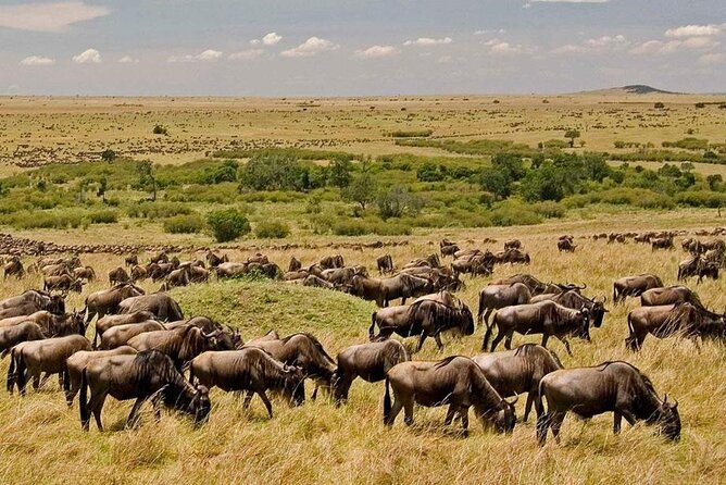 6-Day Private Landcruiser Safari to Masai Mara, Nakuru & Amboseli - What the $2,165 price really buys you
