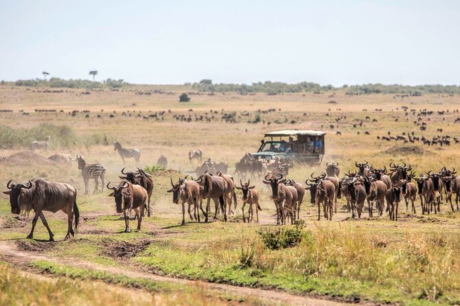 6-Day Private Landcruiser Safari to Masai Mara, Nakuru & Amboseli - Day 2: A full day in Masai Mara