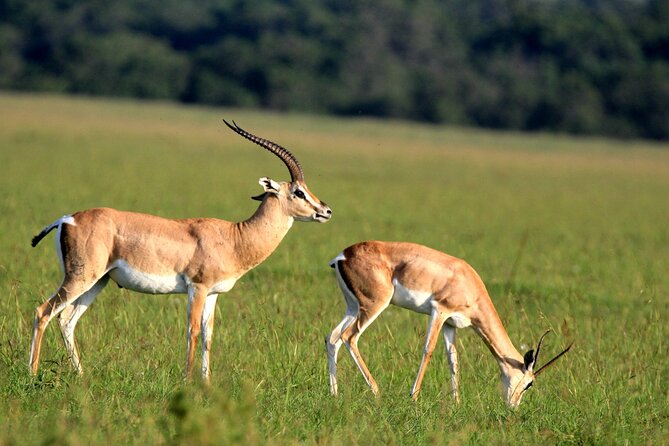 6-Day Samburu, Lake Nakuru, and Masai Mara Safari - Day three: Leaving Samburu for Lake Nakuru