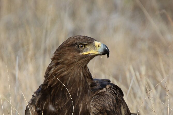6-Day Samburu, Lake Nakuru, and Masai Mara Safari - Day five: A full day among Mara predators