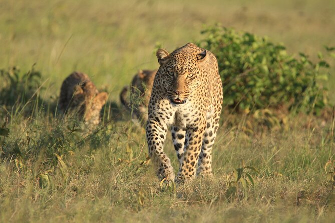 6-Day Samburu, Lake Nakuru, and Masai Mara Safari - Lodges, meals, and what the price really covers