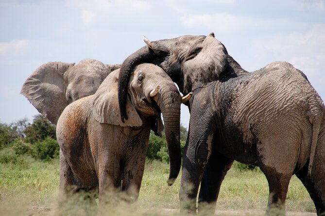 6 Days Amboseli, Lake Naivasha and Masai Mara Adventure - Day 1: First elephants in Amboseli National Park
