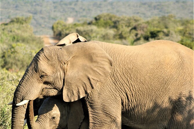 6 Days Amboseli, Lake Naivasha and Masai Mara Adventure - Day 4: The road to Maasai Mara