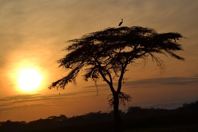 6 Days Amboseli, Lake Nakuru and Masai Mara - Day 2: A full day among Amboseli’s elephants