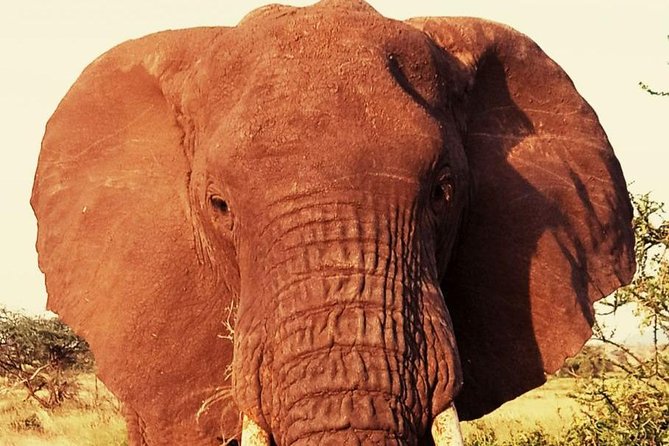 6 Days Amboseli, Lake Nakuru and Masai Mara - Day 4: Entering Maasai Mara for the first drive