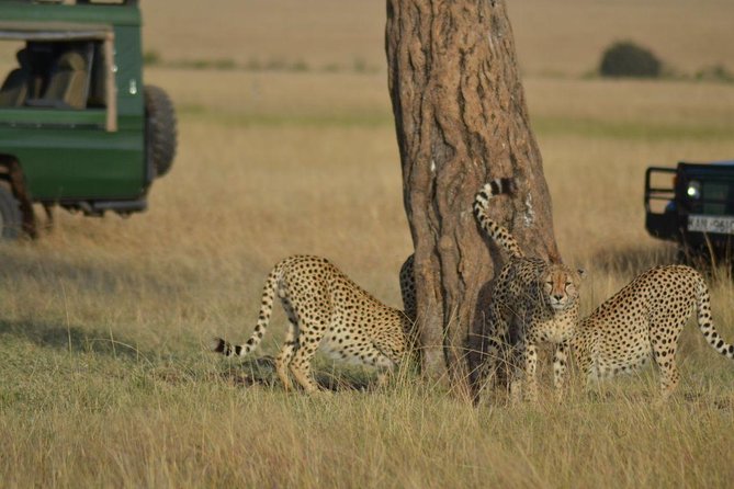 6 Days Amboseli, Lake Nakuru and Masai Mara - Day 1: Nairobi to Amboseli and an afternoon game drive
