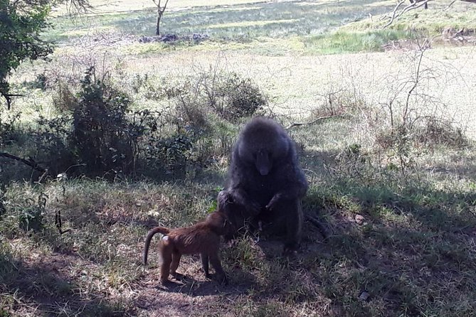 6 Days best of kenya safaris Maasai Mara-Lake Nakuru Amboseli National Park - Three parks, three different safari moods