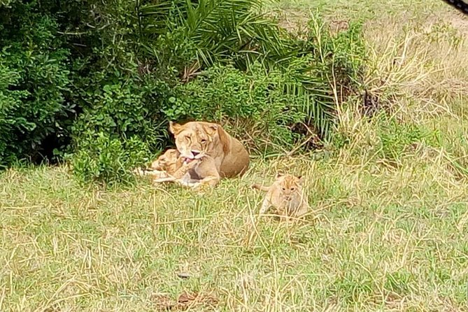 6 Days best of kenya safaris Maasai Mara-Lake Nakuru Amboseli National Park - Day 3: An early Mara drive, then the move to Nakuru