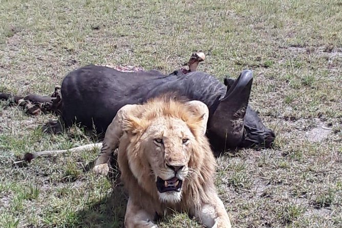 6 Days best of kenya safaris Maasai Mara-Lake Nakuru Amboseli National Park - Day 6: One last Amboseli drive and the return to Nairobi