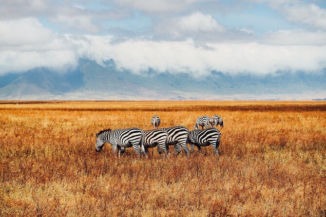 6 Days best of kenya safaris Maasai Mara-Lake Nakuru Amboseli National Park - What the $980 price really covers