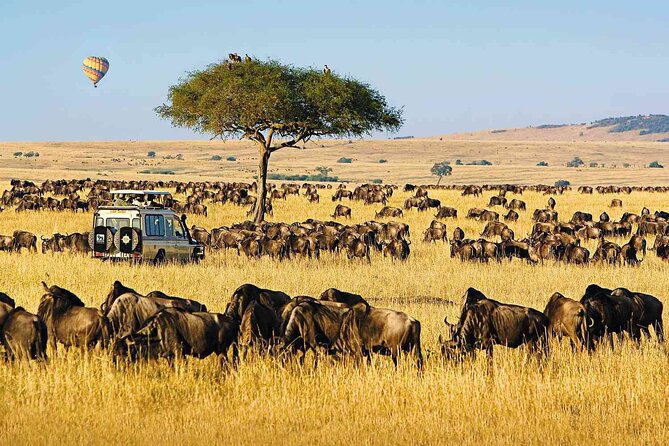 6 Days Group Multi Day Tour Masai Mara Lake Nakuru and Amboseli - Three parks, three very different safari moods