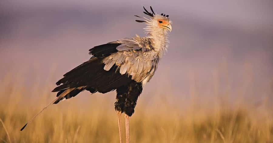 6 Days, Group Safari to Masai Mara, Lake Nakuru and Amboseli - Day three: Leaving the Mara for Lake Nakuru