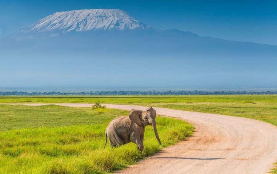 6 Days, Group Safari to Masai Mara, Lake Nakuru and Amboseli - Day four: Rhinos at Nakuru, then the long road to Amboseli