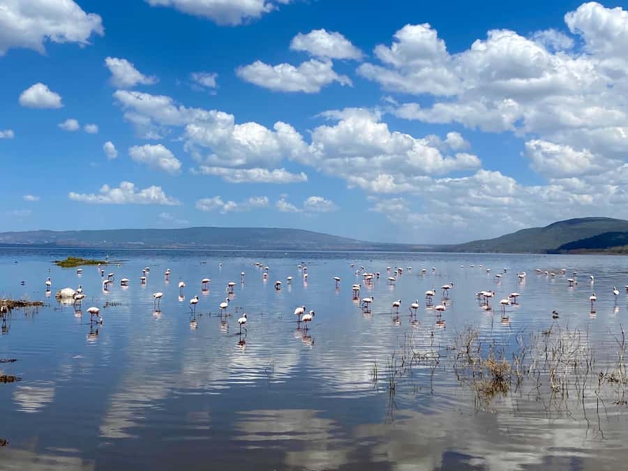6 Days, Group Safari to Masai Mara, Lake Nakuru and Amboseli - Day five: Amboseli elephants and Kilimanjaro views