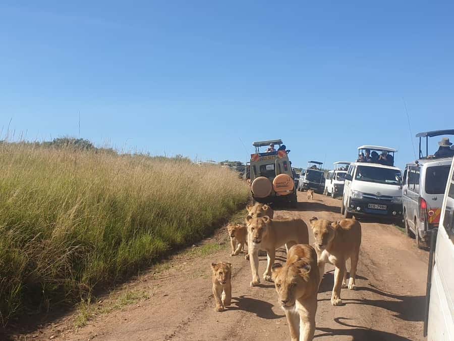 6 Days, Group Safari to Masai Mara, Lake Nakuru and Amboseli - The vehicle and group size make a real difference