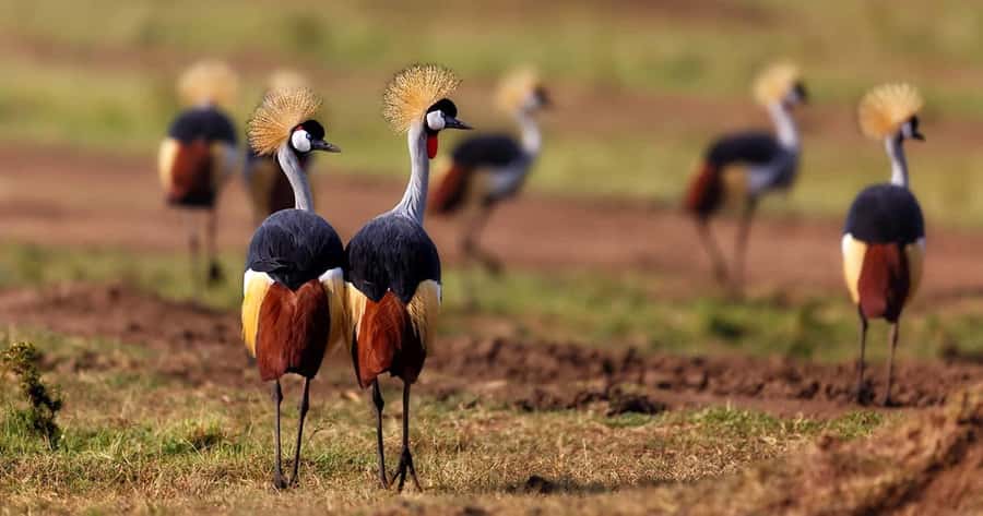 6 Days, Group Safari to Masai Mara, Lake Nakuru and Amboseli - Day two: Big cats, the Mara River and a full game drive