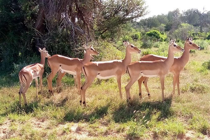 6 days guided safari: nairobi / lake nakuru / lake naivasha / masai mara n r - Day 6: Returning to Nairobi and JKIA
