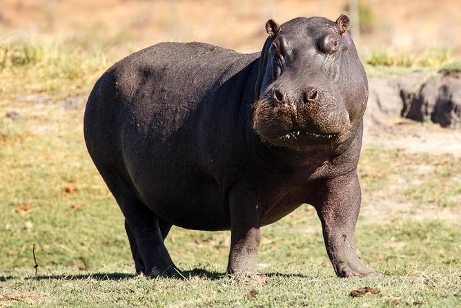 6 days guided safari: nairobi / lake nakuru / lake naivasha / masai mara n r - Day 2: Lake Nakuru brings wildlife and bird life