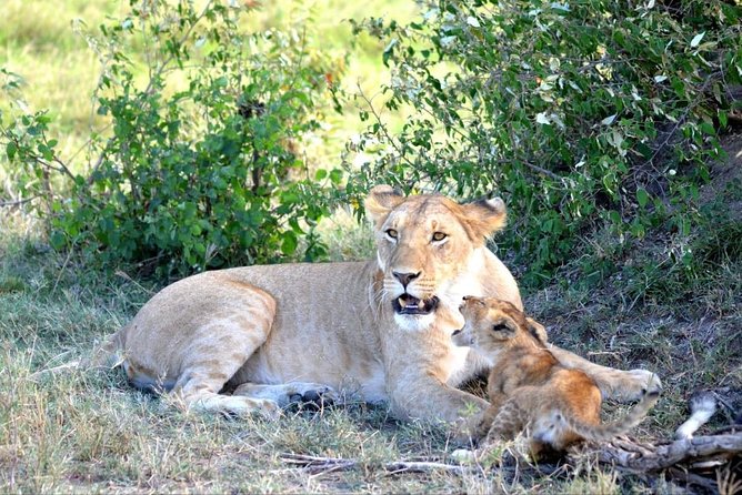 6 Days in Masai Mara- Lake Nakuru- Amboseli - Day one: Nairobi to Masai Mara