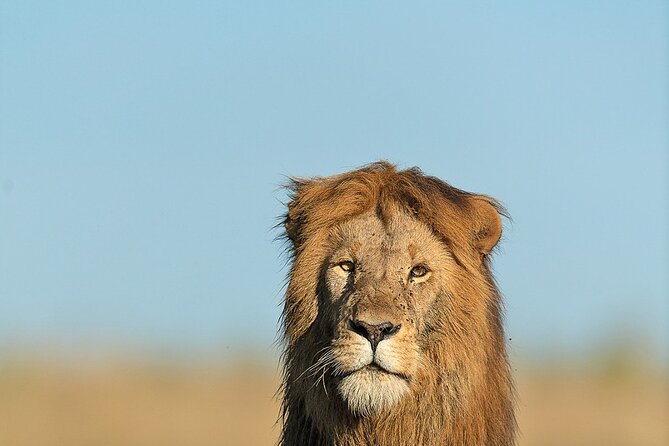 6 Days Kenya Adventure Wildlife Safari - Comfort, pace, and who should book