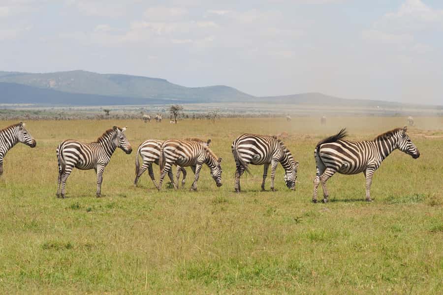 6 Days Kenya Budget Safari - Key points to know before booking