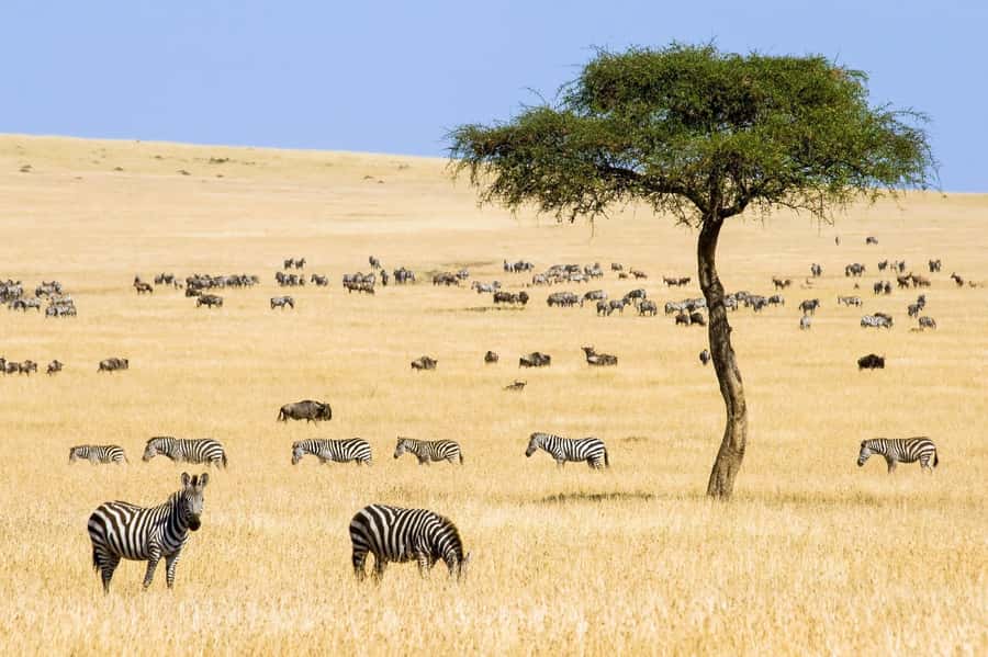 6 Days Kenya Budget Safari - Three parks, three very different Kenya experiences