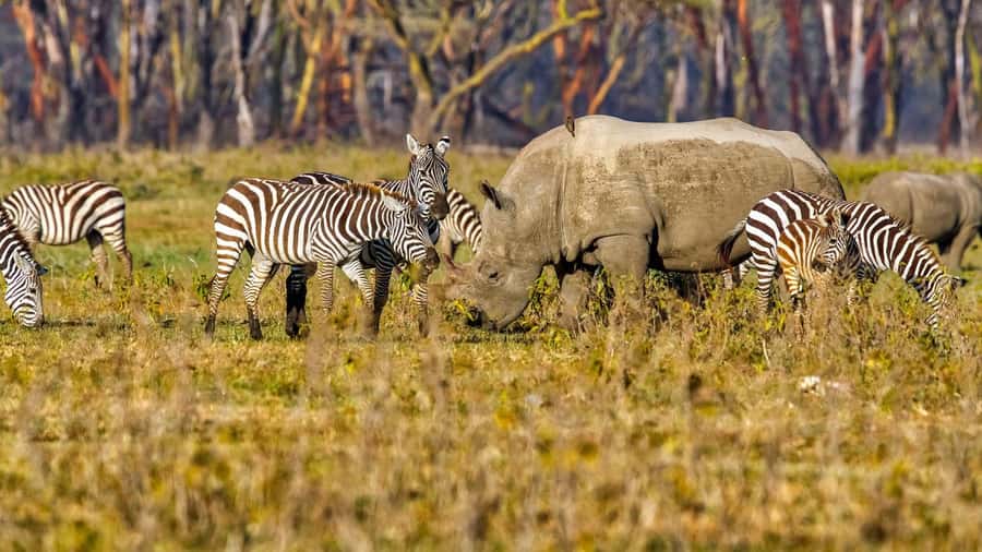 6 Days Kenya Budget Safari - Day 6: A final morning game drive and Nairobi drop-off