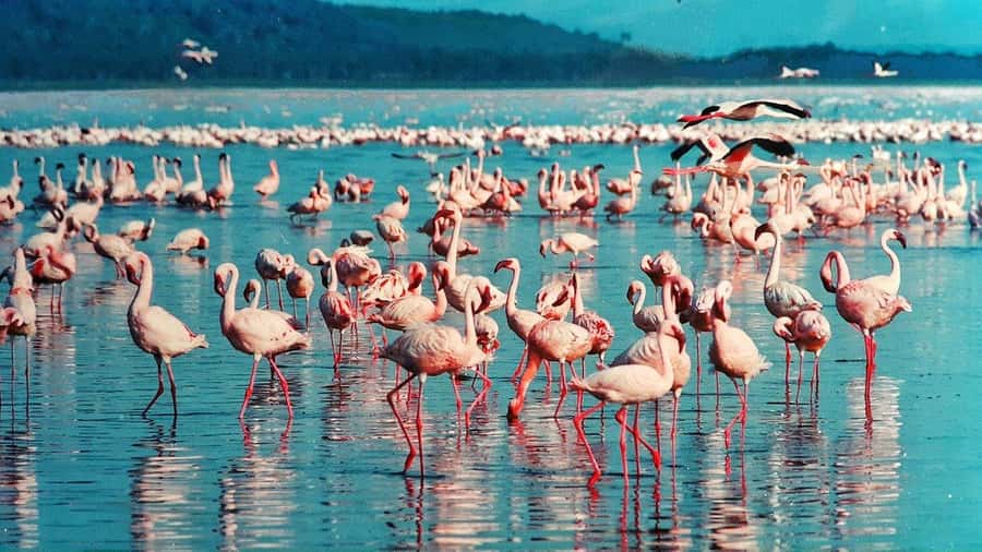 6 Days Kenya Budget Safari - Day 1: Nairobi to Maasai Mara via the Rift Valley