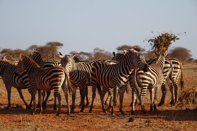 6 Days Kenya Masai Mara,Lake Nakuru & Amboseli Wildlife Safari - Three parks, three different safari moods