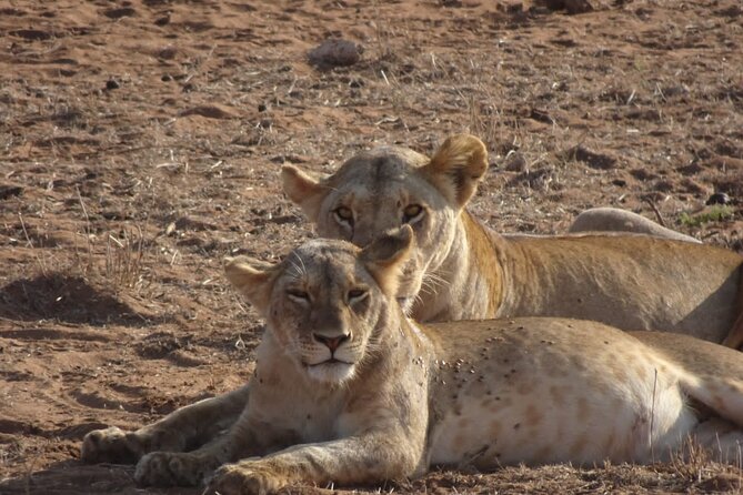 6 Days Kenya Masai Mara,Lake Nakuru & Amboseli Wildlife Safari - Day 3: Lake Nakuru, birds, and the Out of Africa viewpoint