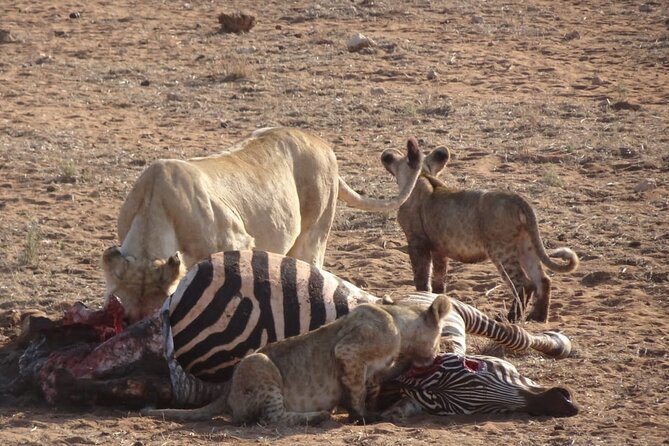 6 Days Kenya Masai Mara,Lake Nakuru & Amboseli Wildlife Safari - Day 4: The long transfer to Amboseli