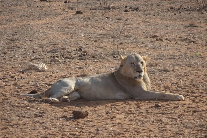 6 Days Kenya Masai Mara,Lake Nakuru & Amboseli Wildlife Safari - Day 6: One last morning drive, then back to Nairobi