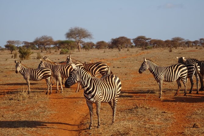 6 Days Kenya Masai Mara,Lake Nakuru & Amboseli Wildlife Safari - Day 1: Nairobi to Maasai Mara and an afternoon search for wildlife