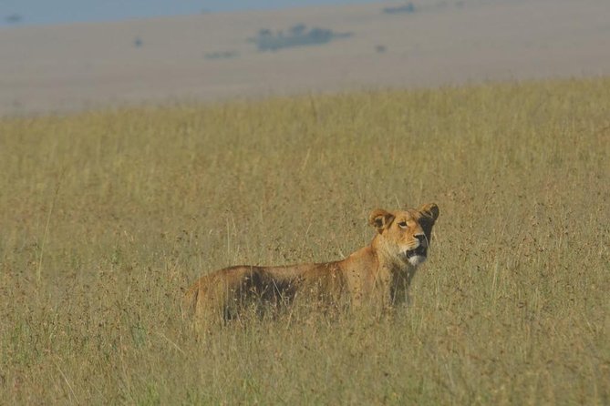 6 Days Maasai Mara/Nakuru/Amboseli Group Safari - Day 2: A full Maasai Mara game-drive day
