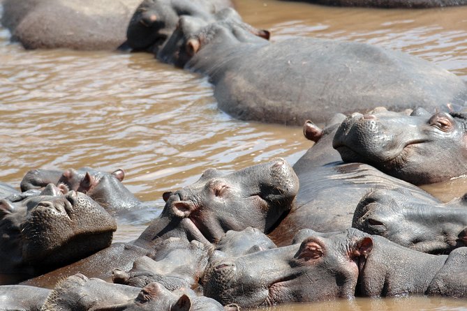 6 Days Maasai Mara/Nakuru/Amboseli Group Safari - Day 5: Elephants and Kilimanjaro in Amboseli
