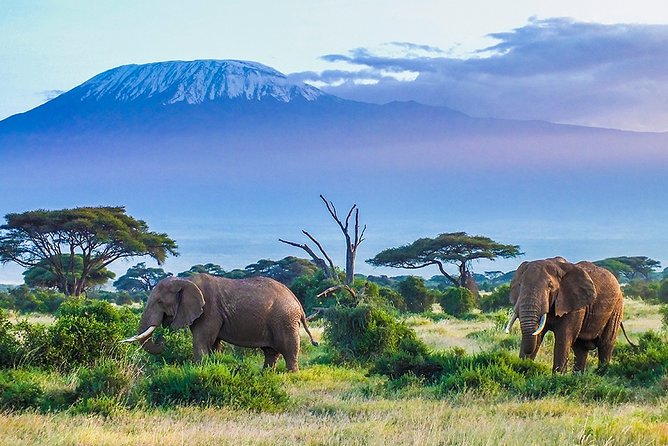 6 Days Masai Mara, Lake Nakuru & Amboseli-Ultimate Kenyan Safari - Day 2: Give Masai Mara the full day it deserves
