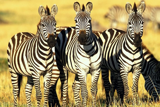 6 Days Masai Mara, Lake Nakuru & Amboseli-Ultimate Kenyan Safari - Day 4: Lake Naivasha as an optional break