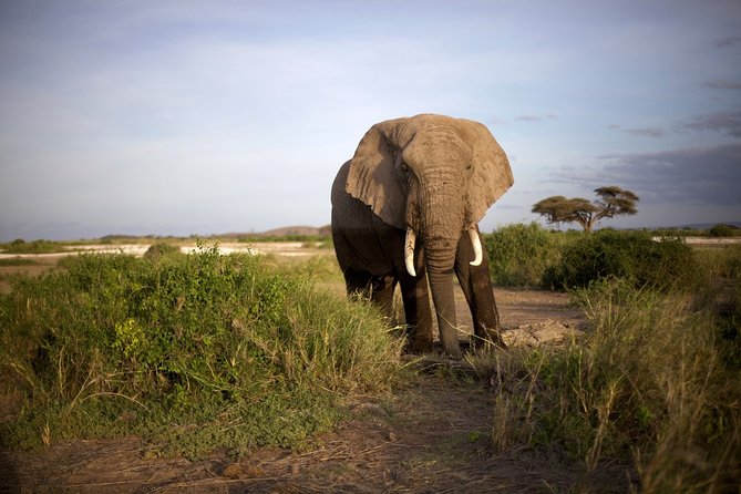 6 Days Masai Mara, Lake Nakuru & Amboseli-Ultimate Kenyan Safari - Day 5: Elephants and Mount Kilimanjaro in Amboseli