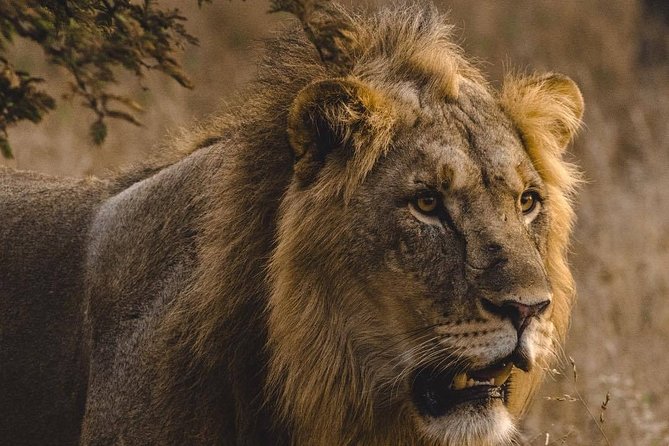 6 Days Masai Mara, Lake Nakuru & Amboseli-Ultimate Kenyan Safari - The shared safari van is the key comfort decision