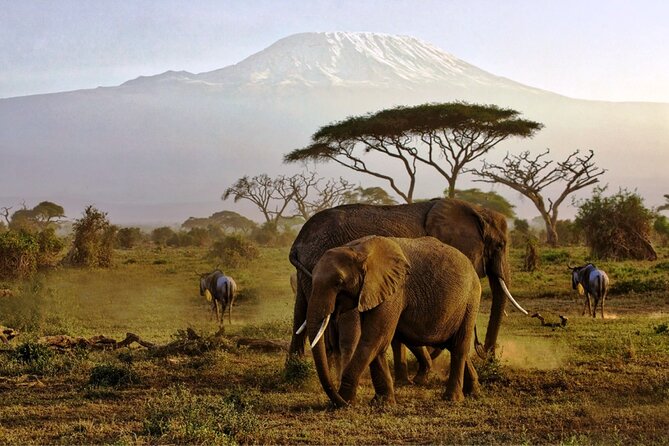 6 Days Masai Mara, Lake Nakuru and Amboseli Budget Group Safari - Key points before you book