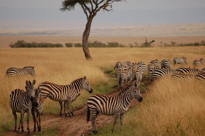 6 Days Masai Mara, Lake Nakuru and Amboseli Budget Group Safari - Day 4: A short Nakuru drive, then a long transfer to Amboseli
